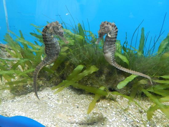 Projeto Hippocampus