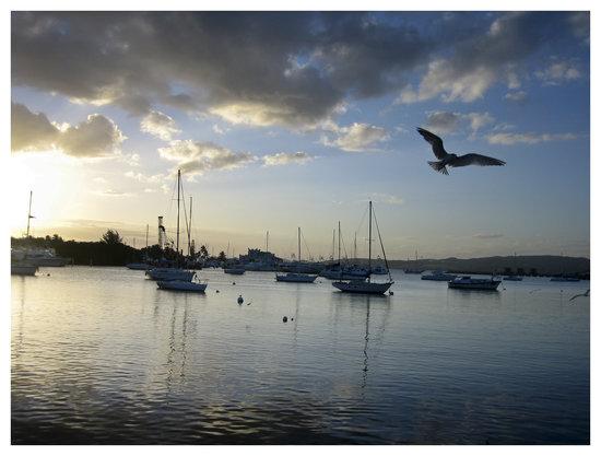 Guancha