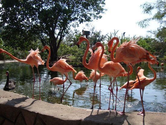 Zoologico de Vallarta